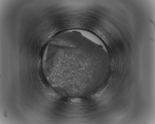 X0000096480355200802211219