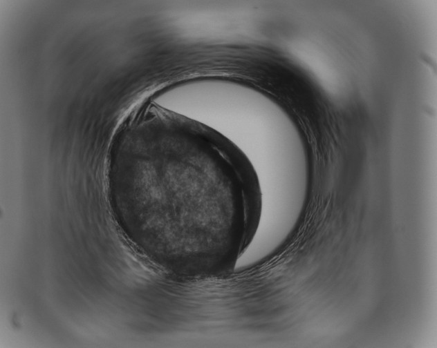 X0000096480387200802211219