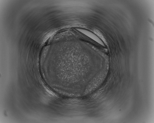 X0000096480389200802211219