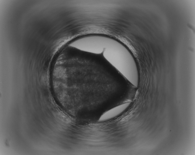 X0000096480391200802211219