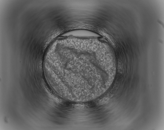 X0000096480394200802211219