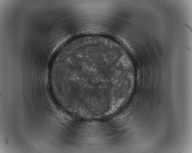 X0000096480396200802211219