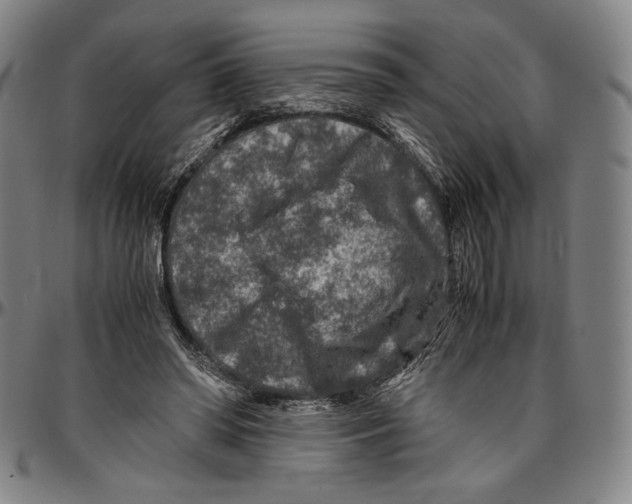 X0000096480398200802211219