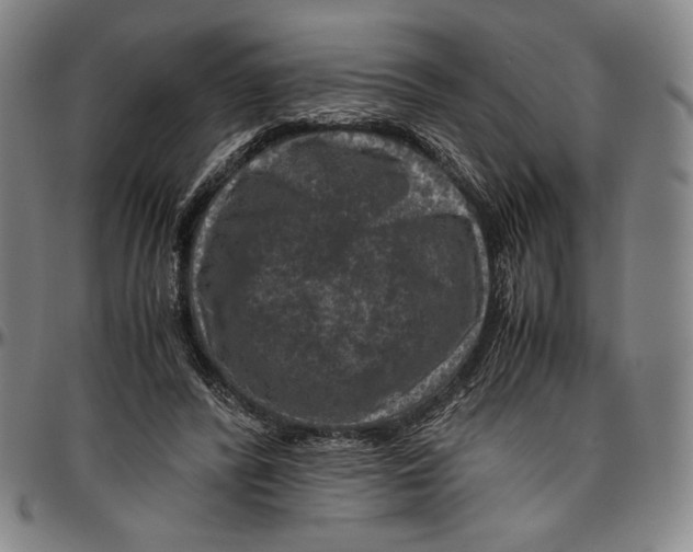 X0000096480400200802211219