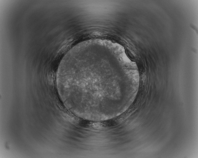 X0000096480423200802211219