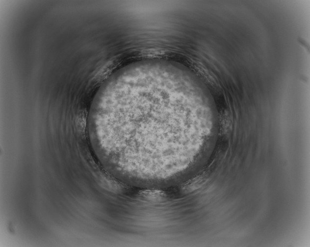 X0000096480427200802211218