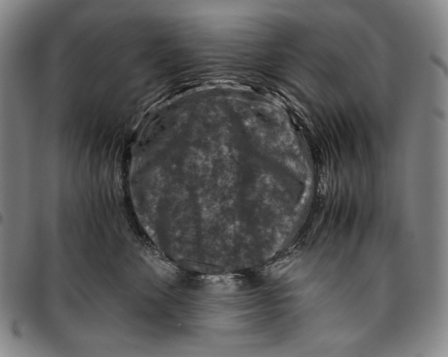 X0000096480524200802211217