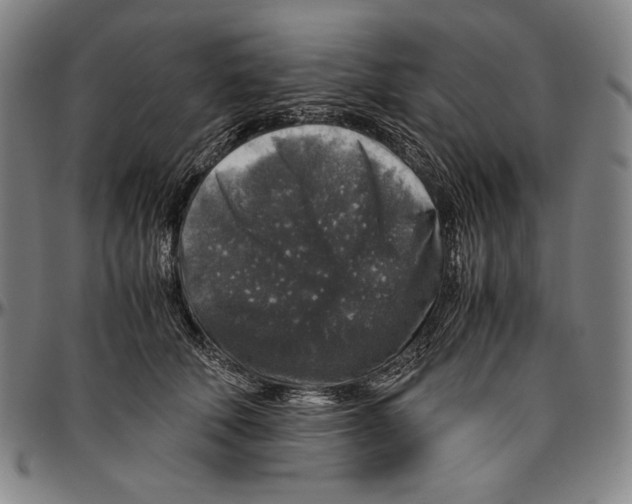 X0000096480610200802211216