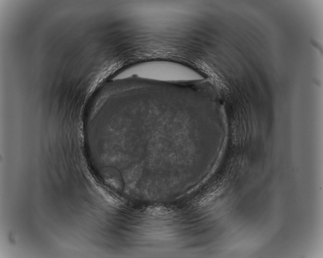 X0000096480634200802211215