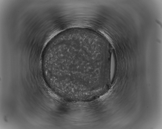 X0000096480779200802211213