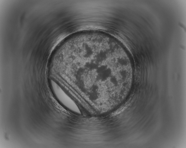 X0000096480783200802211213