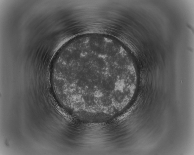 X0000096480830200802211212