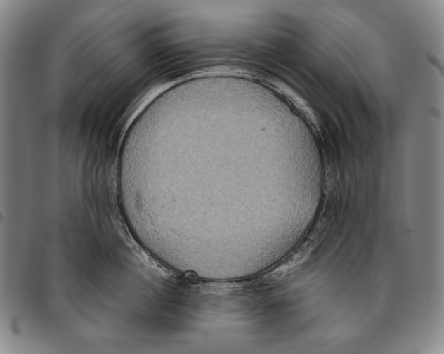 X0000096480860200802211212