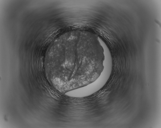 X0000096480868200802211212