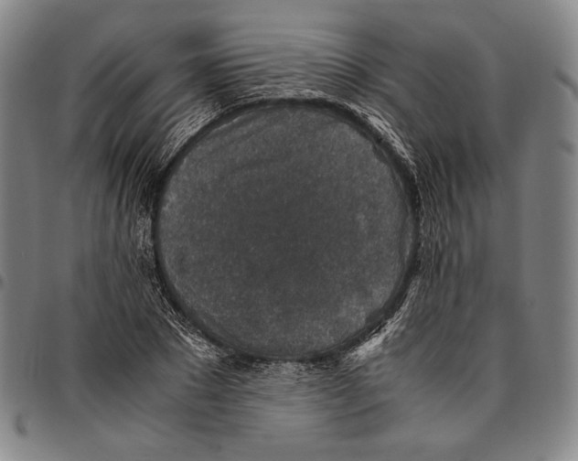 X0000096480881200802211211