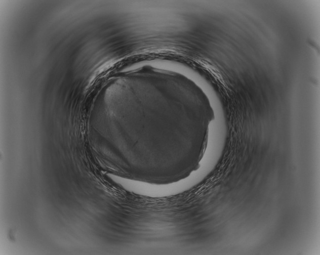 X0000096480920200802211210