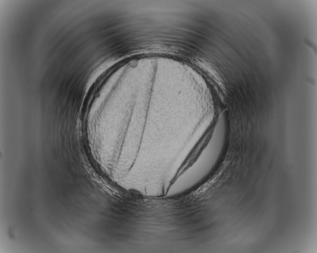 X0000096480928200802211211