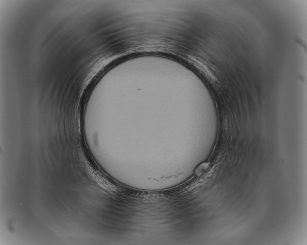 X0000096480934200802211211