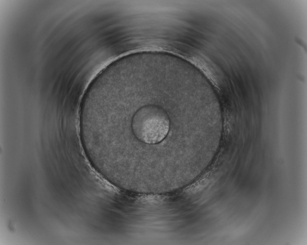 X0000096480950200802211211
