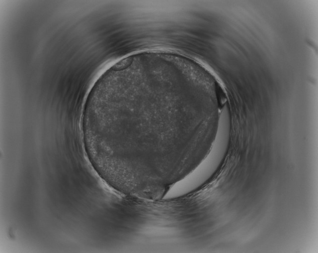 X0000096480959200802211211