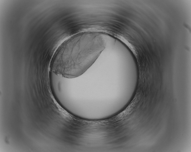 X0000096480988200802211210