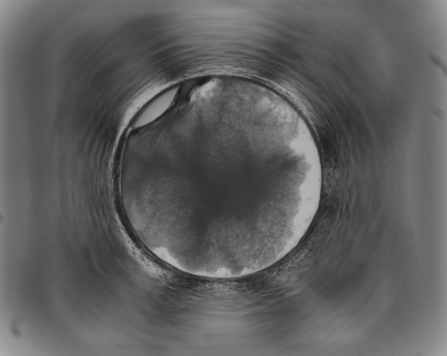 X0000096480995200802211210