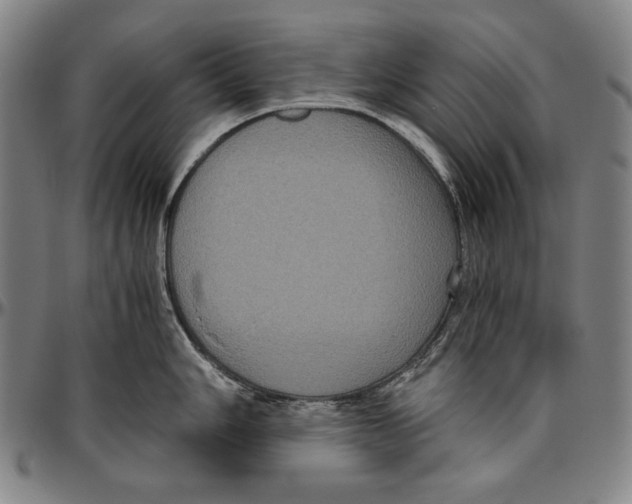 X0000096481006200802211210