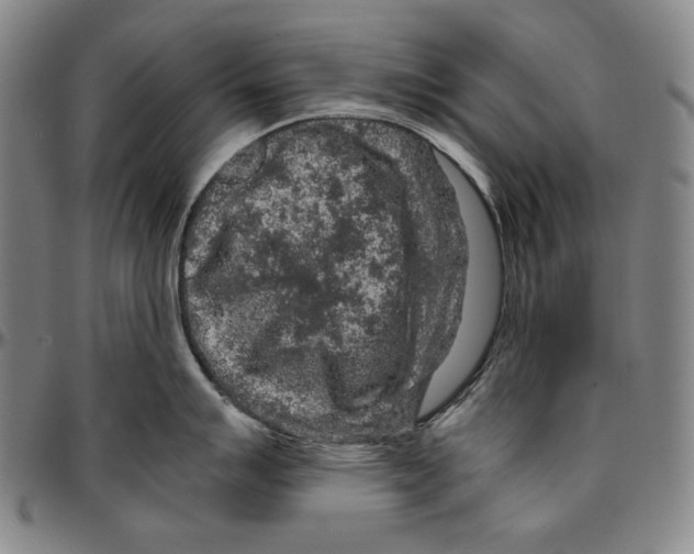 X0000096481007200802211210