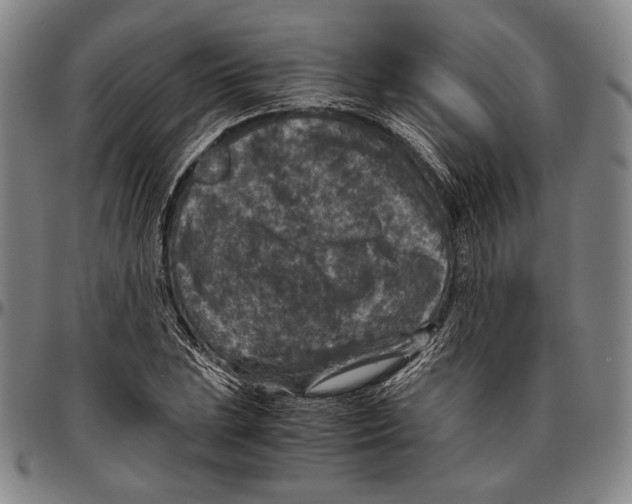X0000096481023200802211209