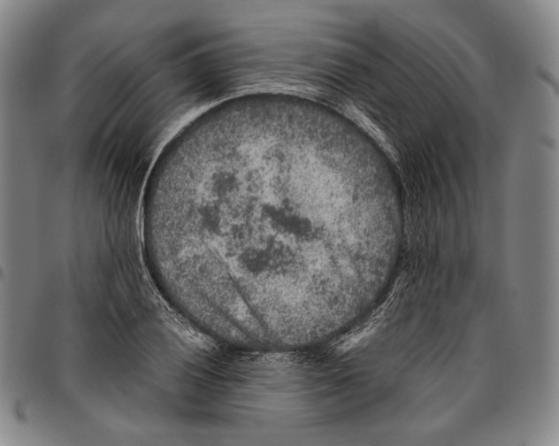 X0000096481028200802211209