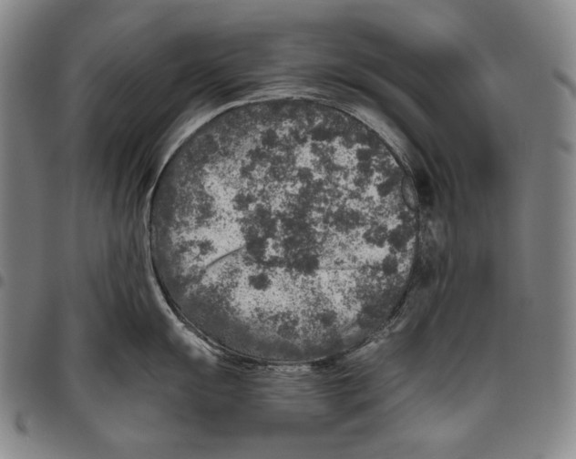 X0000096481055200802211210
