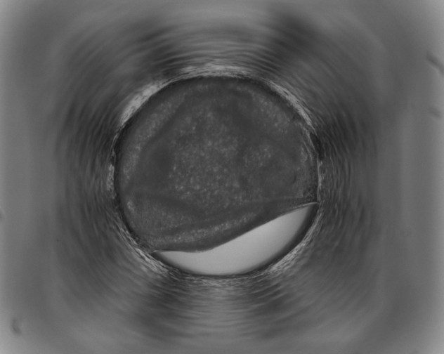 X0000096481066200802211209