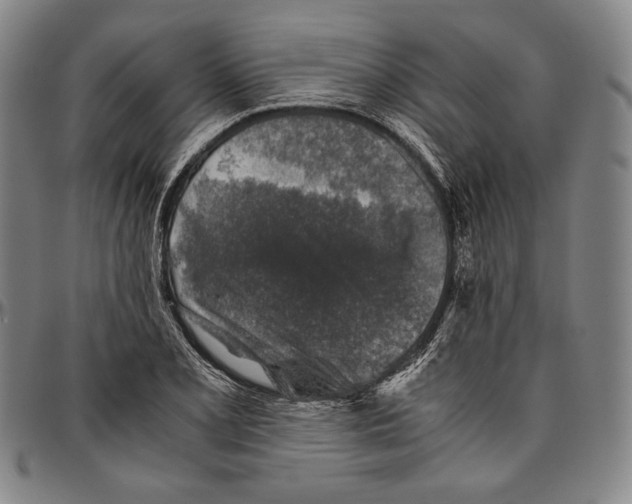 X0000096481077200802211209