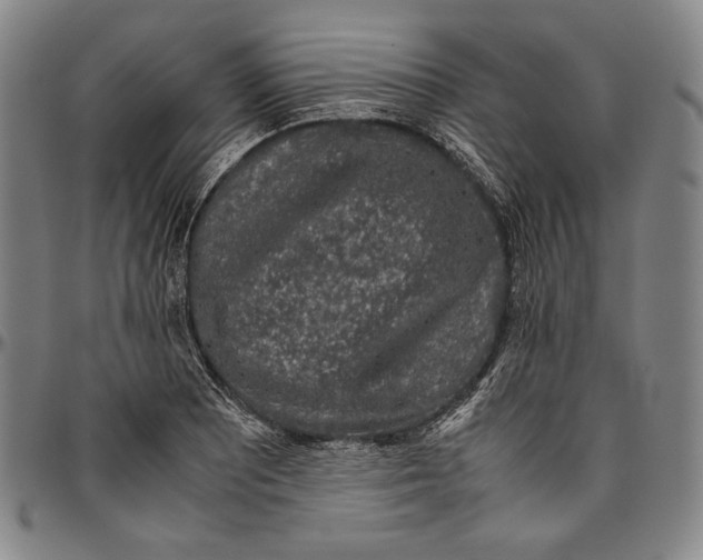 X0000096481081200802211209
