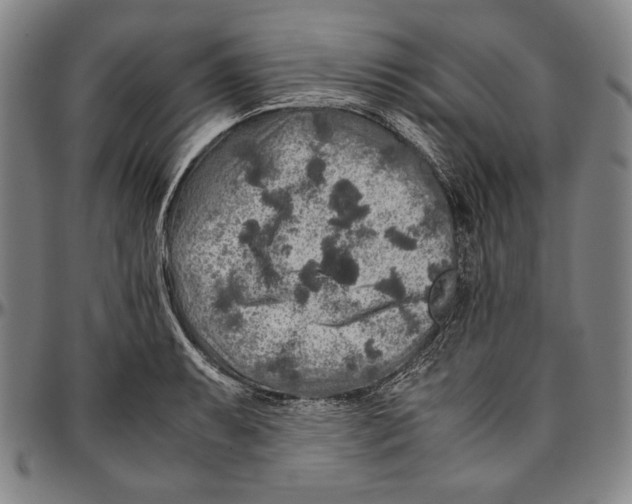 X0000096481087200802211208