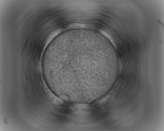 X0000096481090200802211208