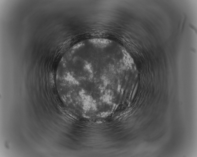 X0000096481106200802211207