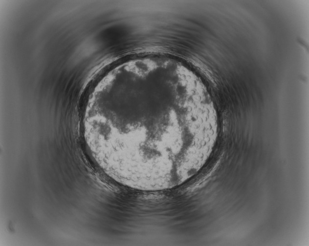 X0000096481117200802211208