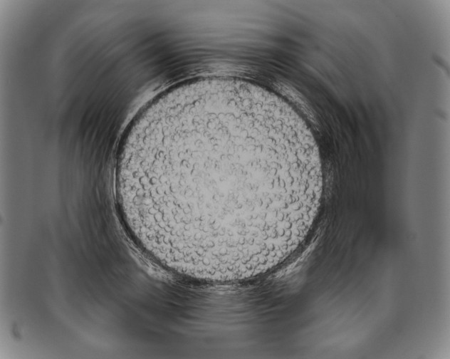 X0000096481130200802211208