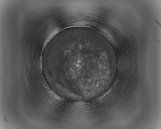 X0000096481180200802211207