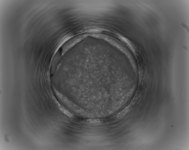 X0000096481194200802211207