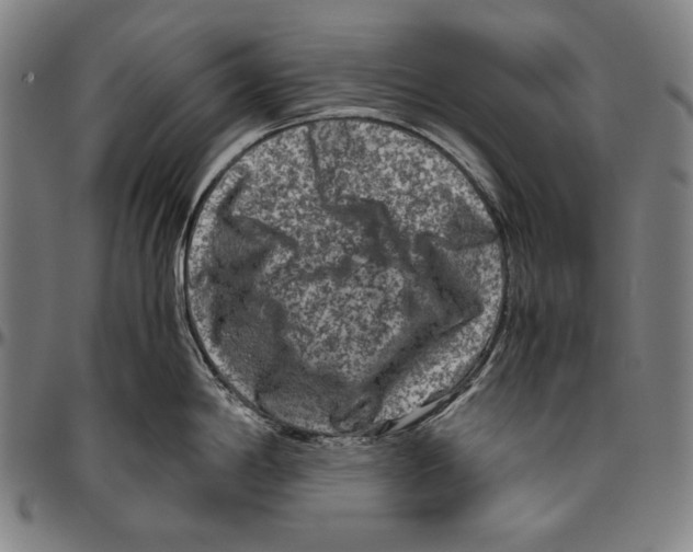 X0000096481198200802211207