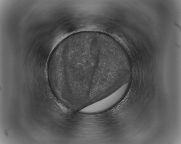 X0000096481230200802211206