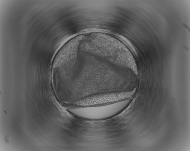 X0000096481244200802211207