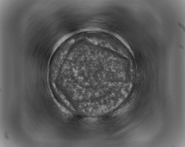 X0000096481245200802211207