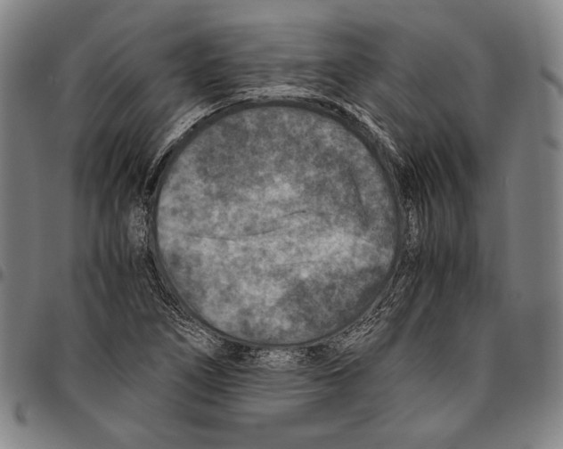 X0000096481266200802211206