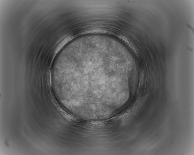 X0000096481274200802211206