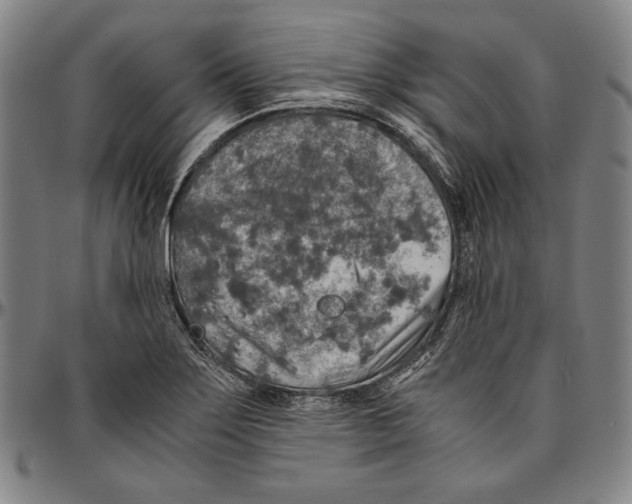 X0000096481275200802211206