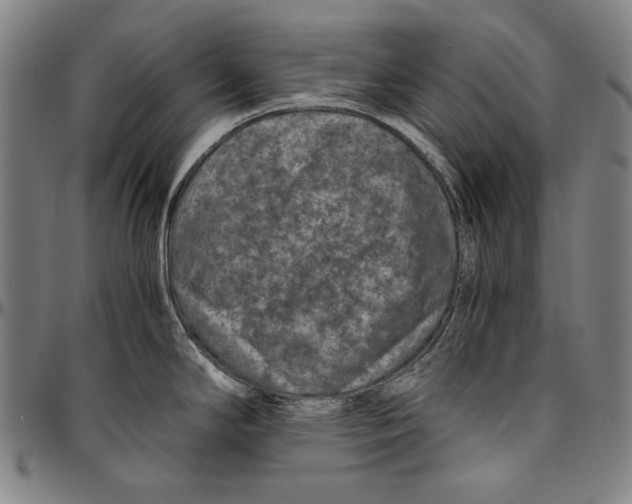 X0000096481294200802211205