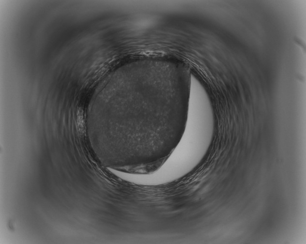 X0000096481298200802211204